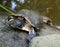 Terrapin Red Eared variety, Pseudemys scripta elegansÂ 